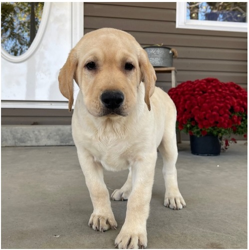 Süße Labrador Welpen mit Papieren - 4