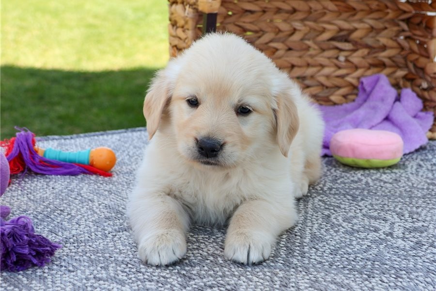 Golden Retriever Welpen suchen Ihre Familie Welpen mit Ahne - 4