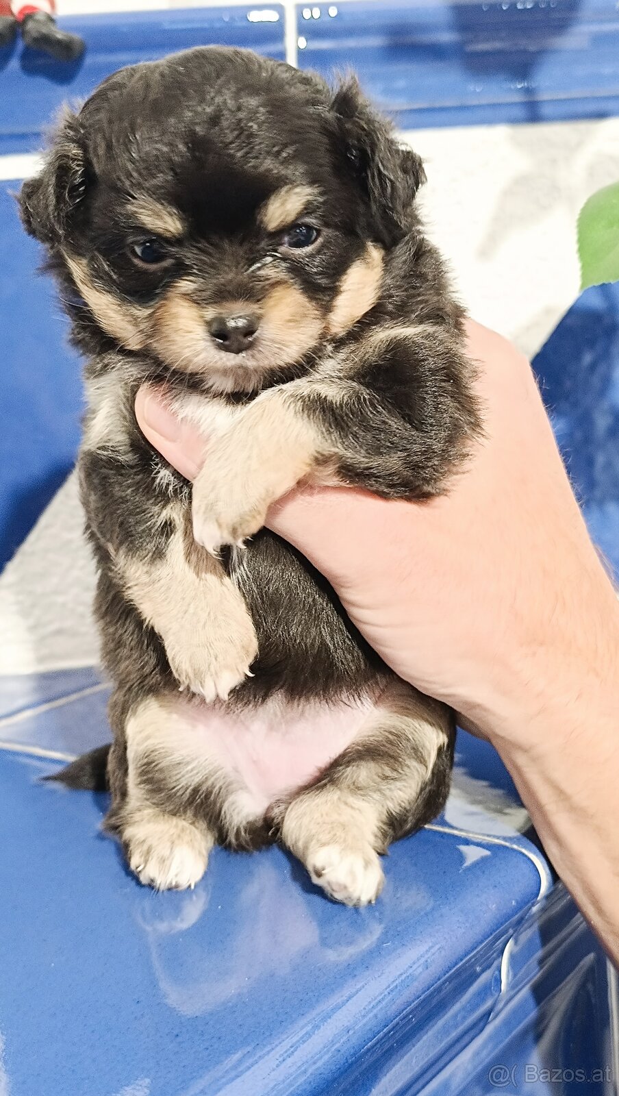 Süßes Chihuahua Mädchen - 4