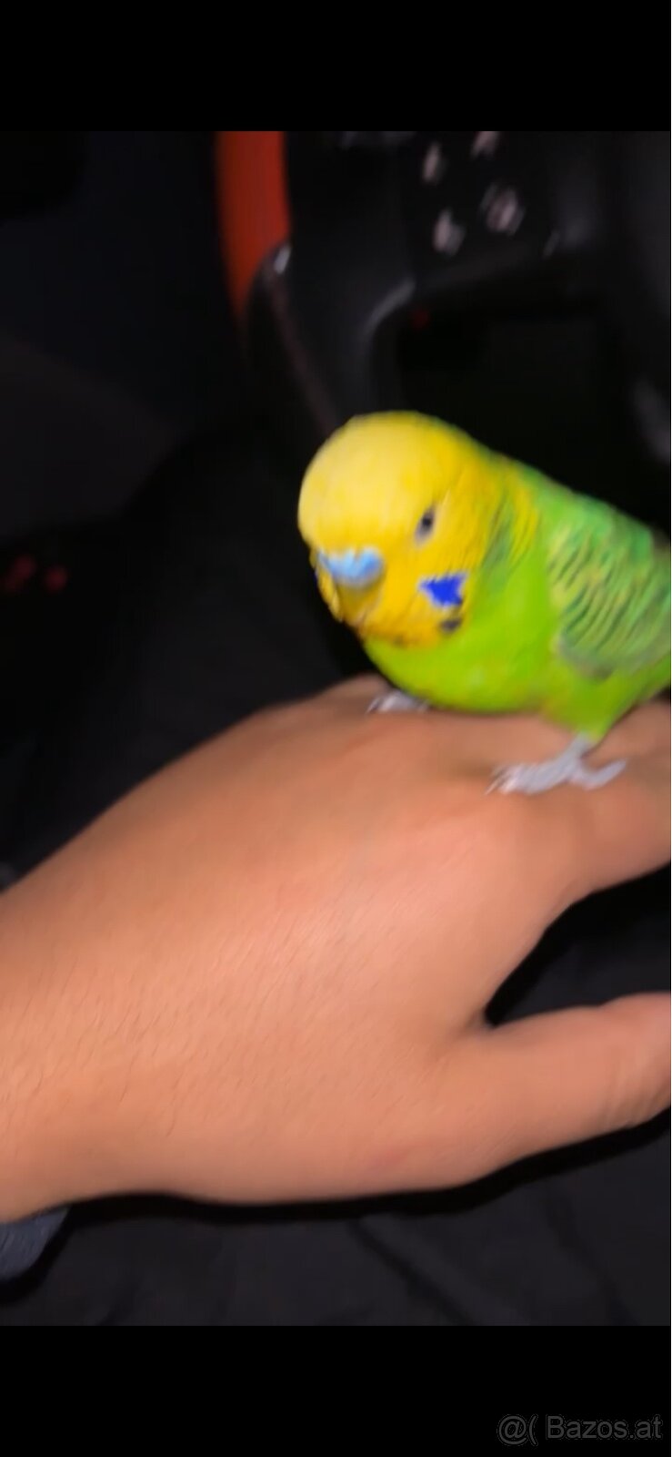 Wellensittiche - 4