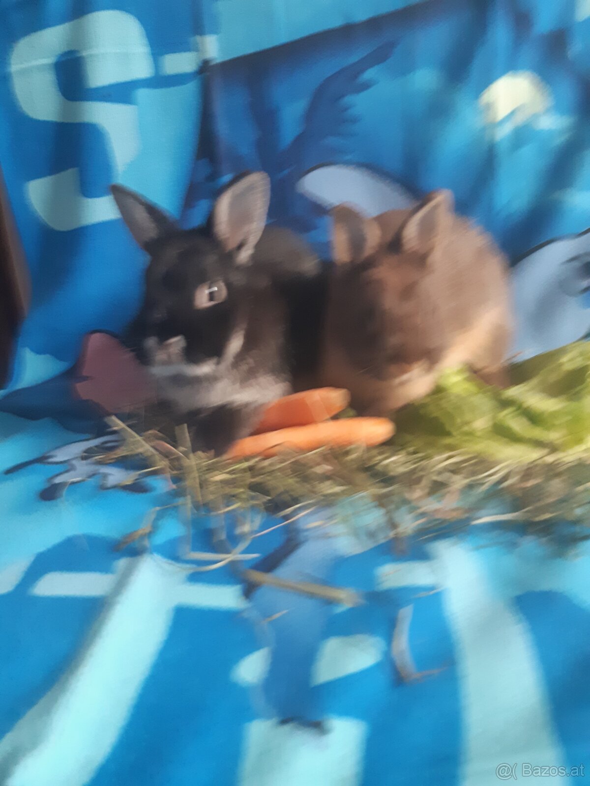 Zwergkaninchen Babys zu vergeben - 4