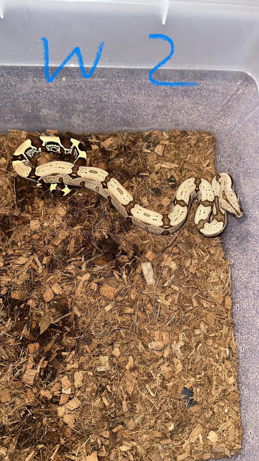 Boa constrictor Constrictor surinam - 4