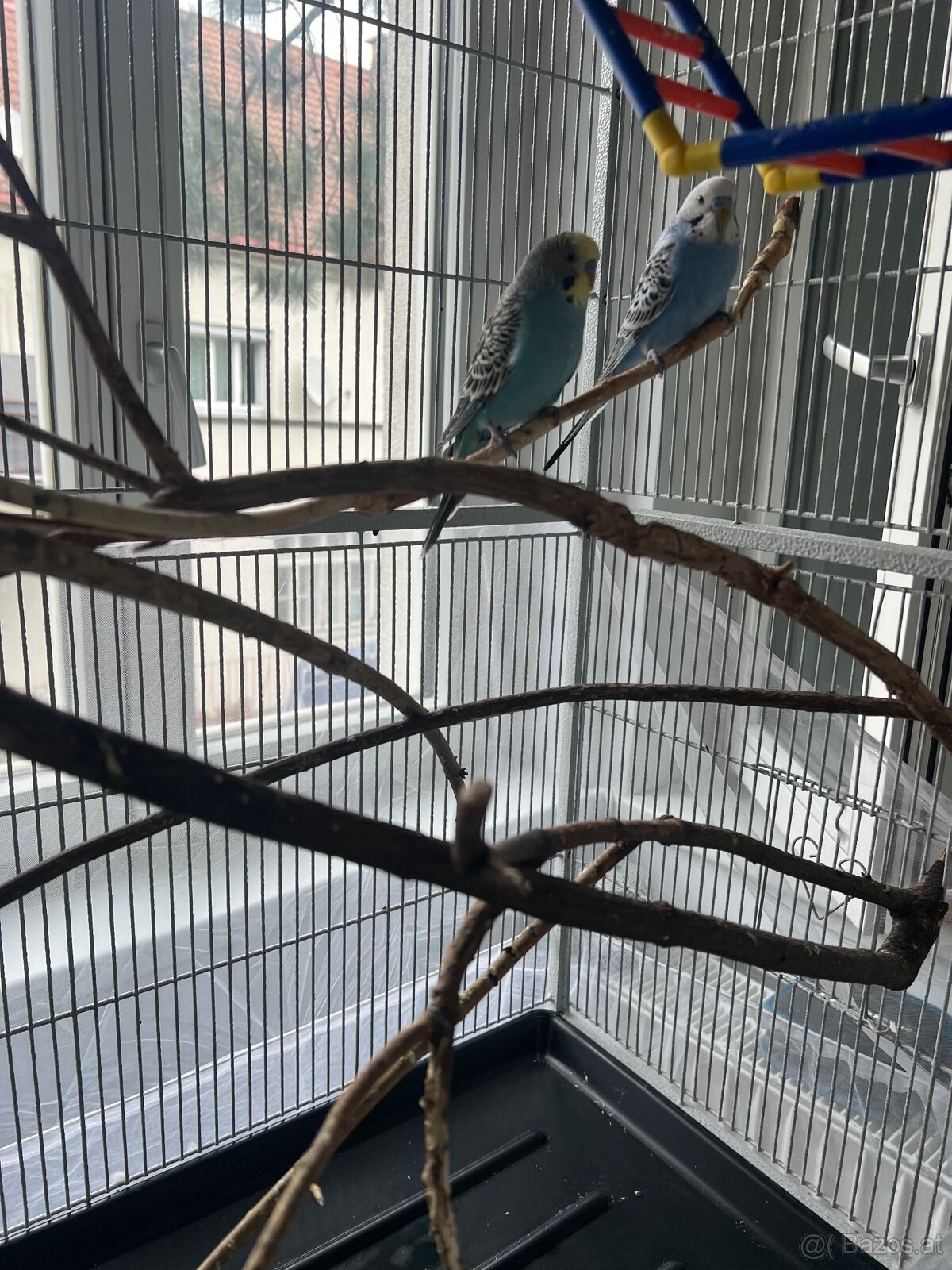 Wellensittiche - 4