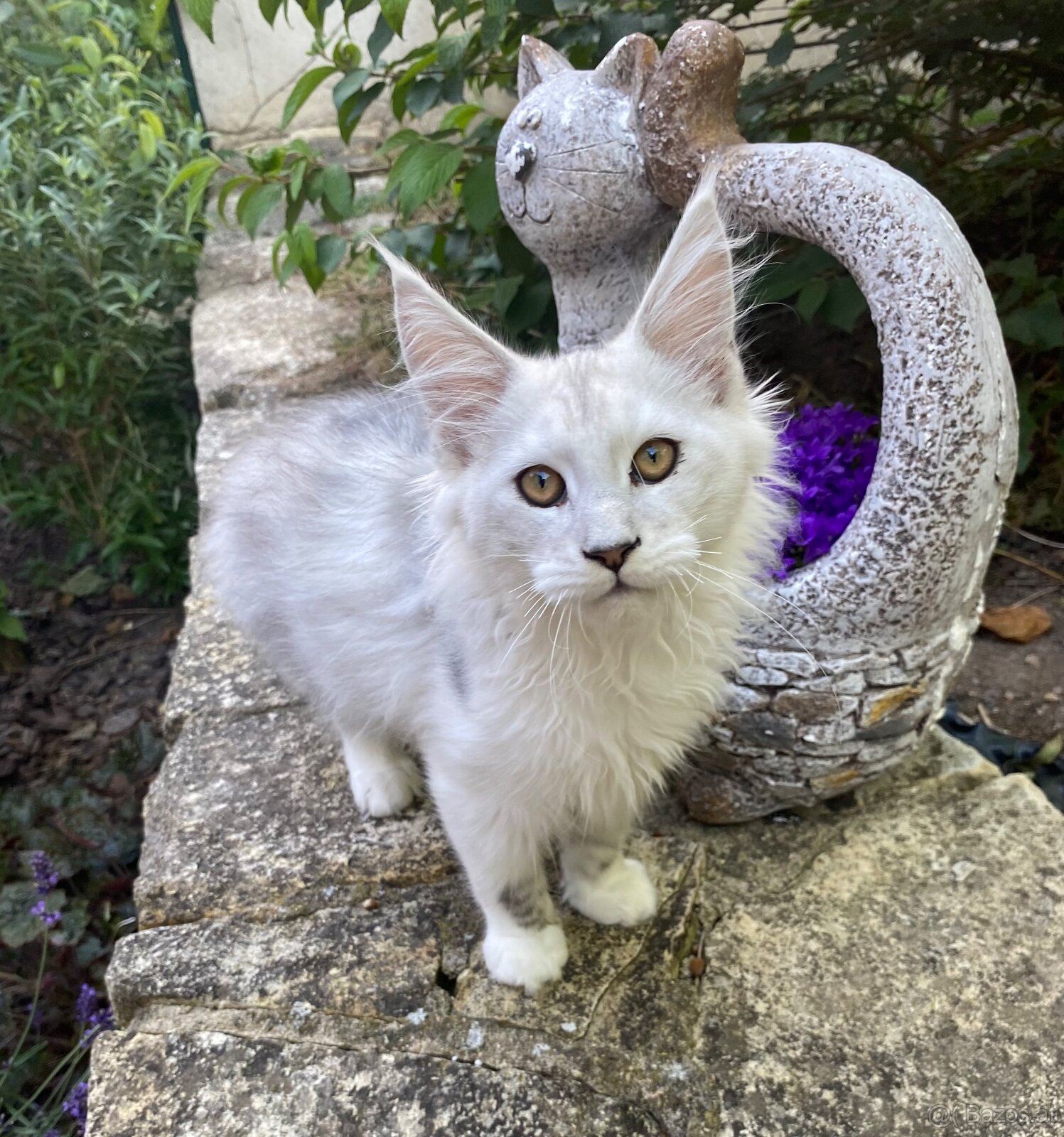 Wunderschönes Maine Coon Käterchen mit Stammbaum - 4