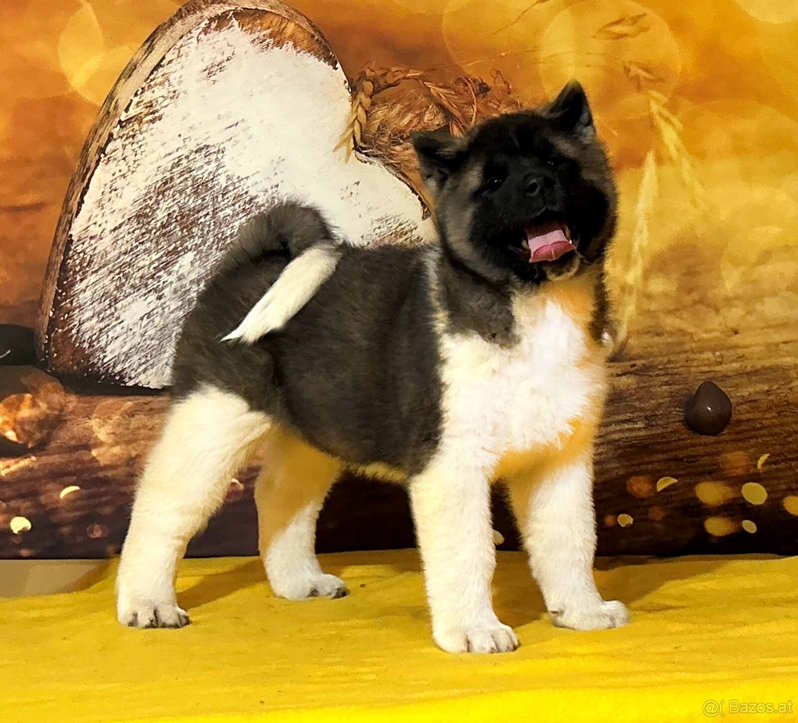 Amerikanischer Akita-Welpe mit Stammbaum - 4