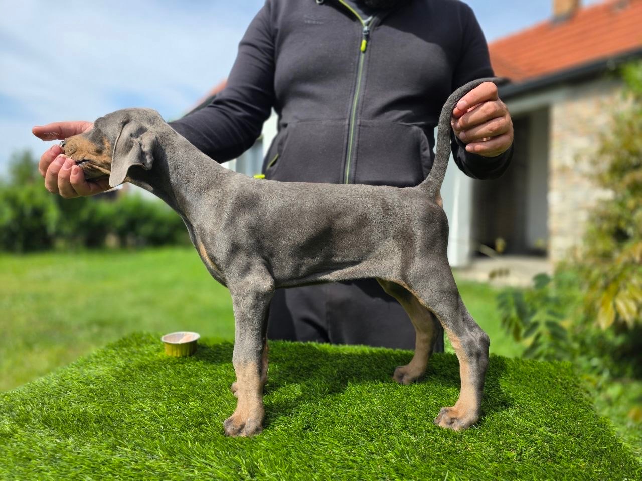 BLAUE DOBERMANN-WELPEN MIT FCI-PAPIEREN - 4