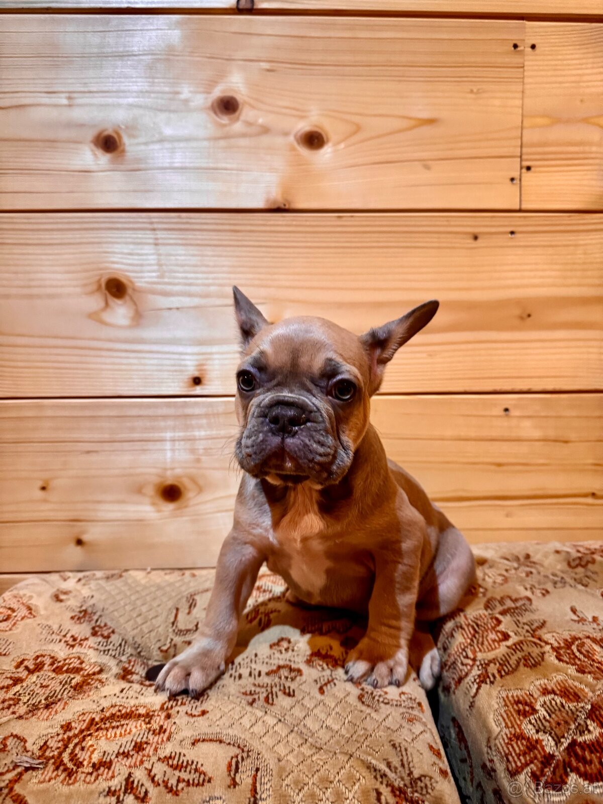 Französischen Bulldoggen - 4