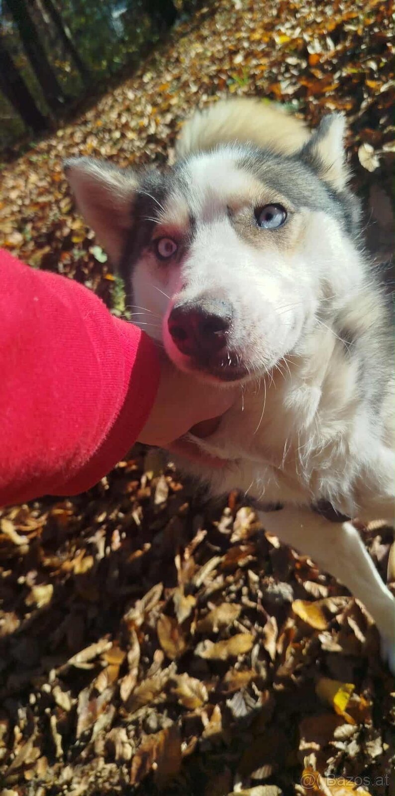 Für alle, die einem Hund ein liebevolles Zuhause schenken mö - 4