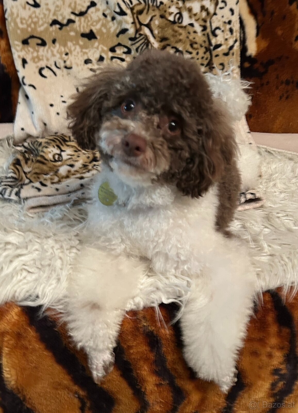 Pudel Welpen mit Ahnentafel - 4