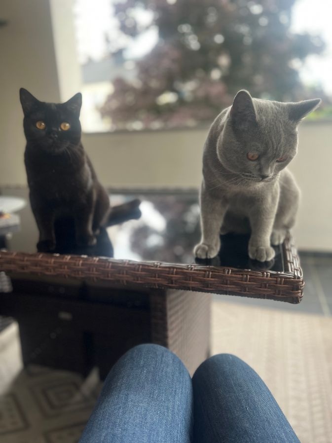 2 Britisch Kurzhaar Blue und Darkchocolate - 4