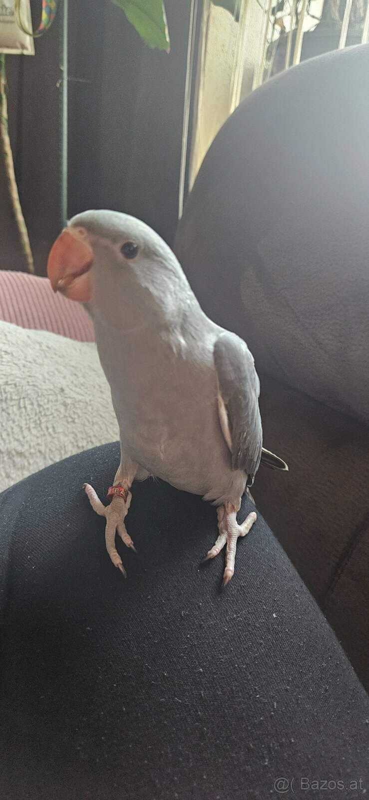 Halsbandsittiche - 4