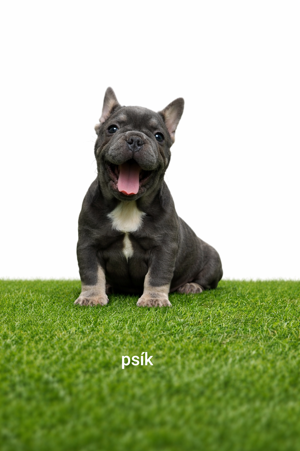 Französischen Bulldog - 4