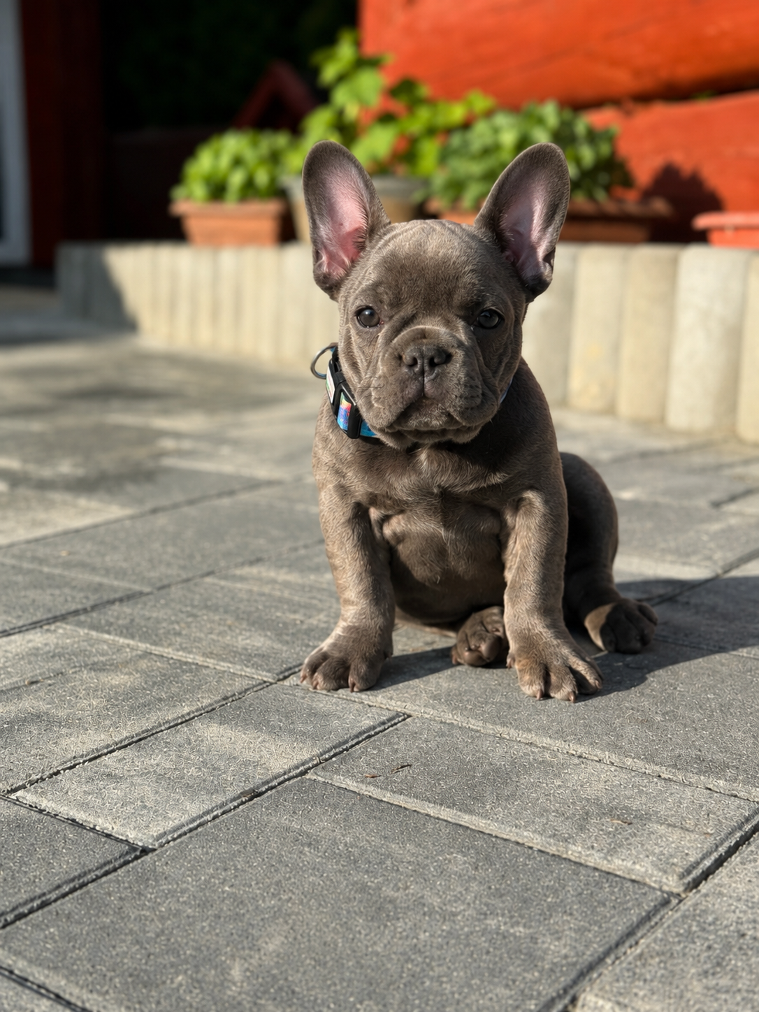 Französischen Buldogge Hündin mit Stammbaum - 4