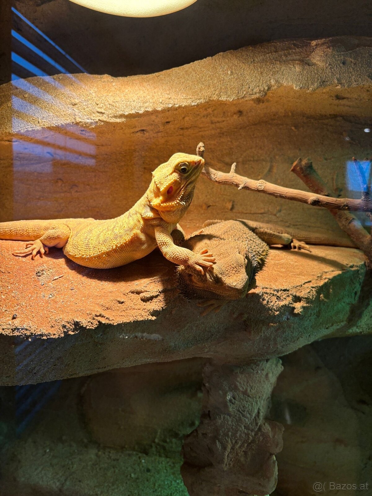 Bartagamen Pärchen - 4