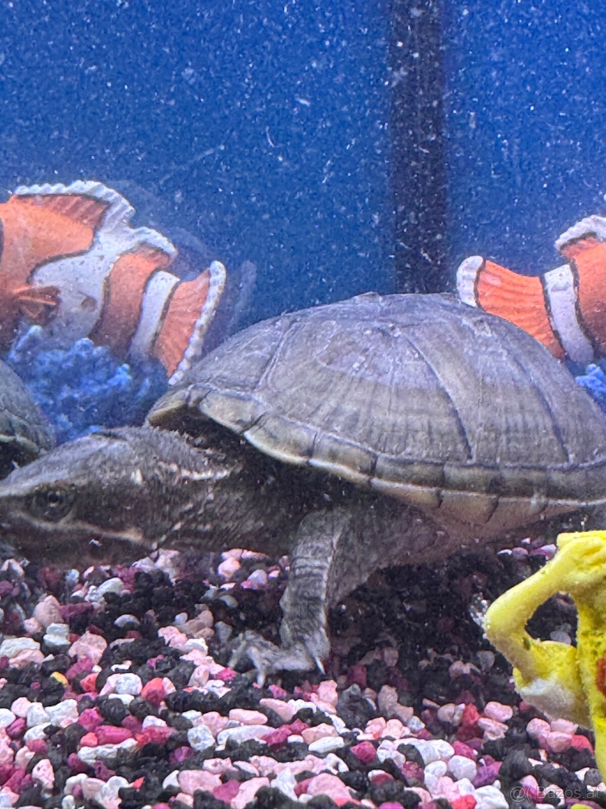 Moschusschildkröten - 4