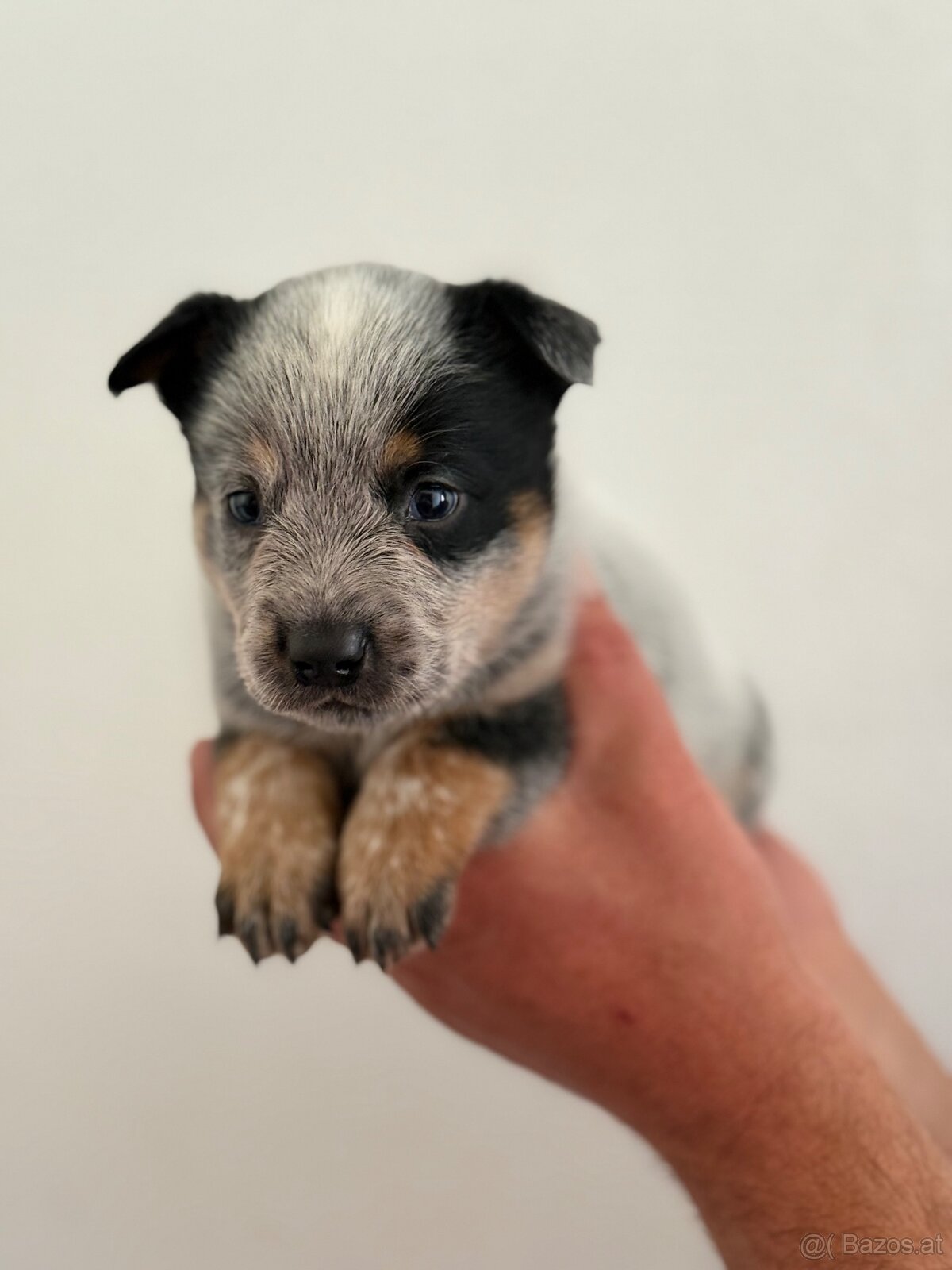 Australian cattle dog - 4