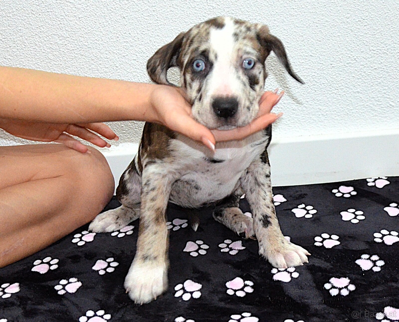 Louisiana Leopard Dog mit Stammbaum - 4