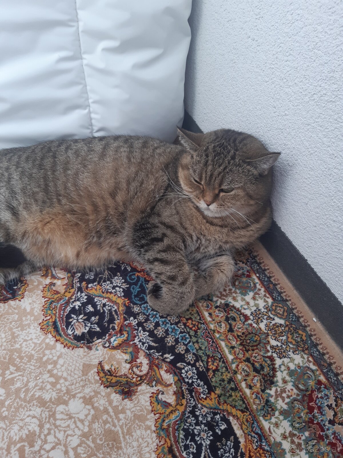 BKH Katze Weiblich - 4