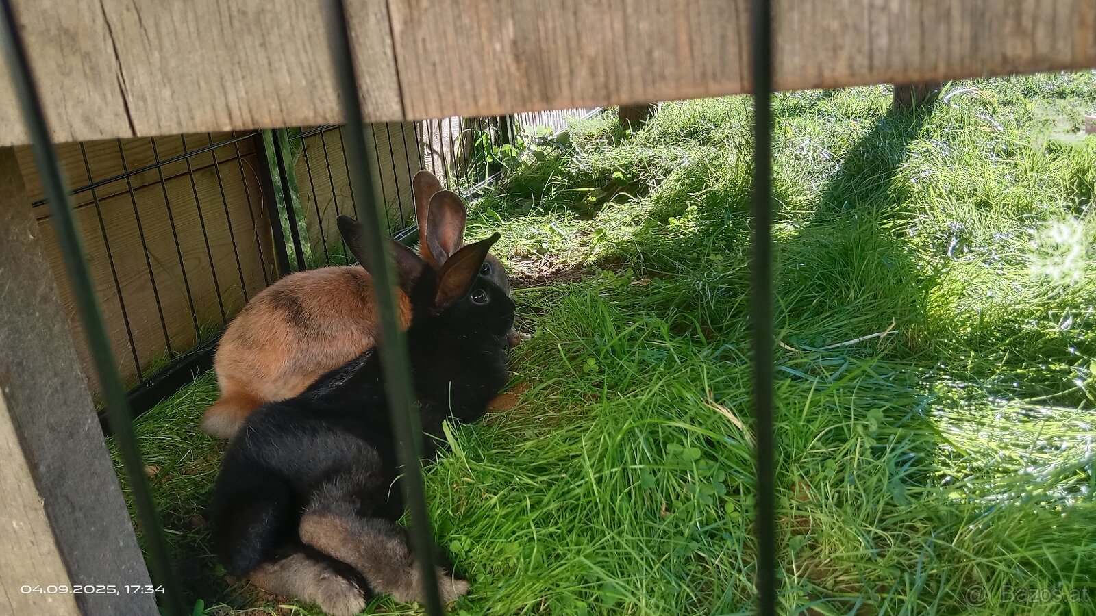 Zwergkaninchen Farbenzwerge - 4