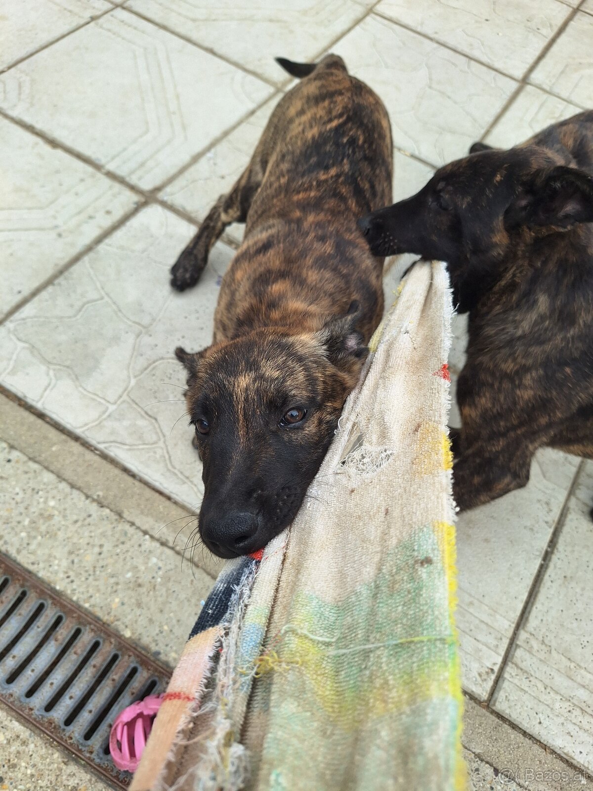 Holländischer Schäferhund - 4