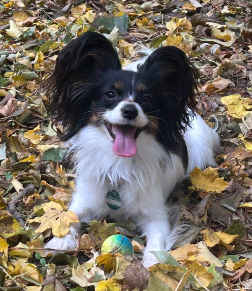 Papillion, kontinentaler Zwergspaniel - Welpen - 4