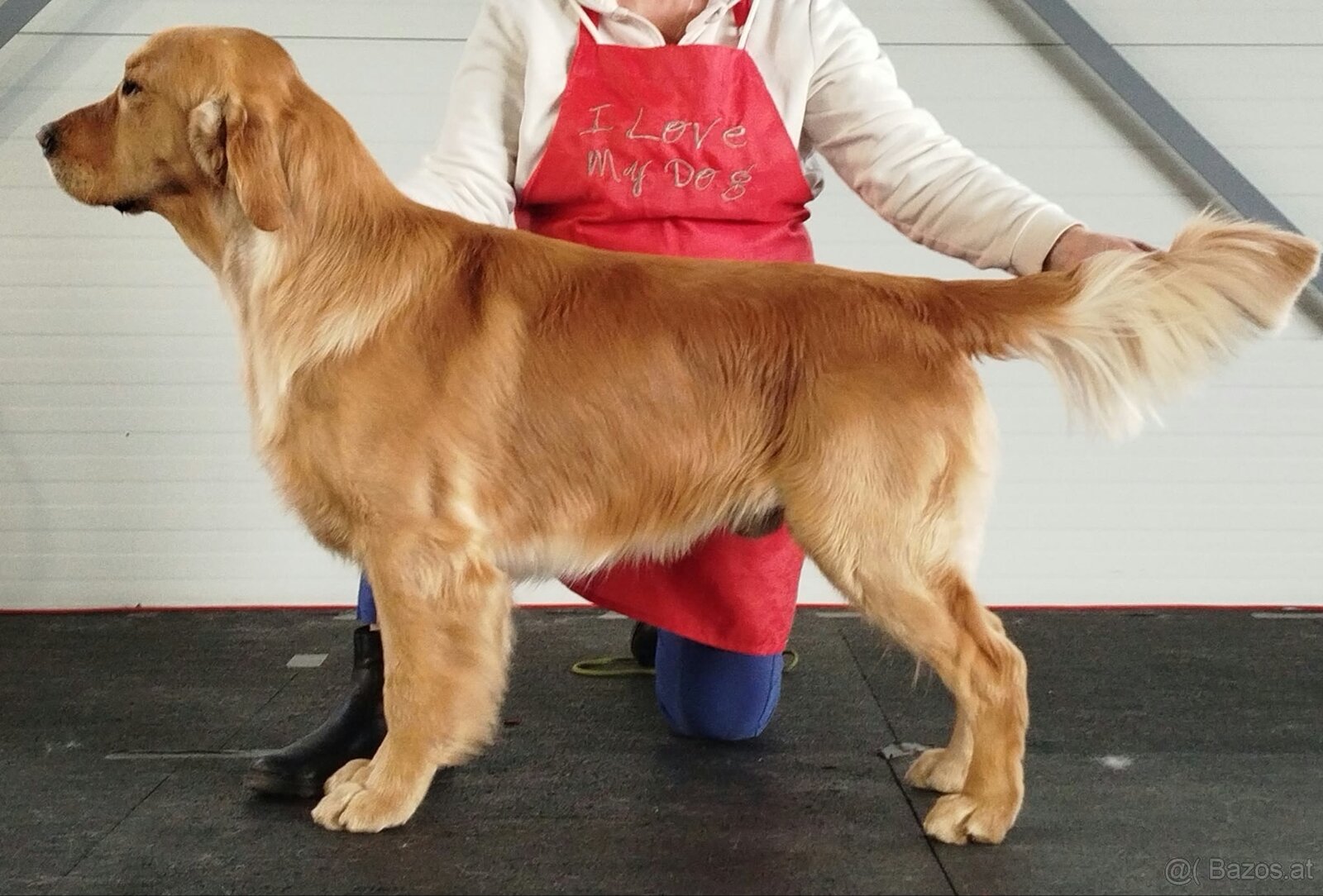 Golden Retriever Welpen - 4