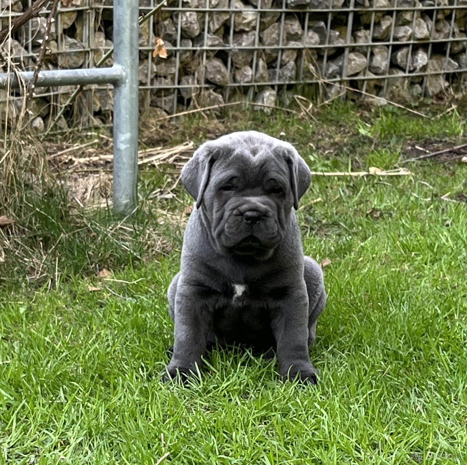 Reinrassige Cane Corso Welpen - 4