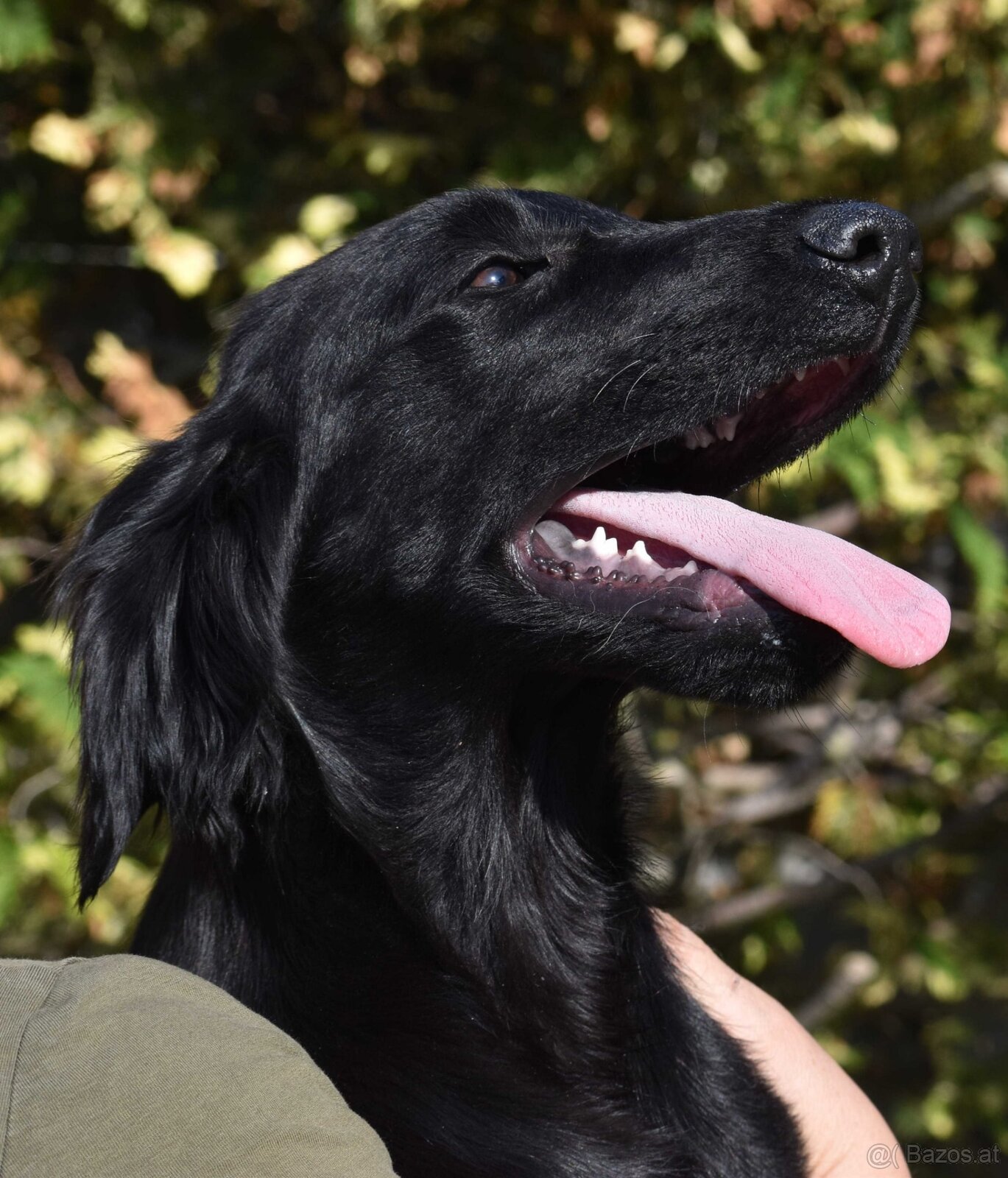 🐾 Flat Coated Retriever Welpen - 4