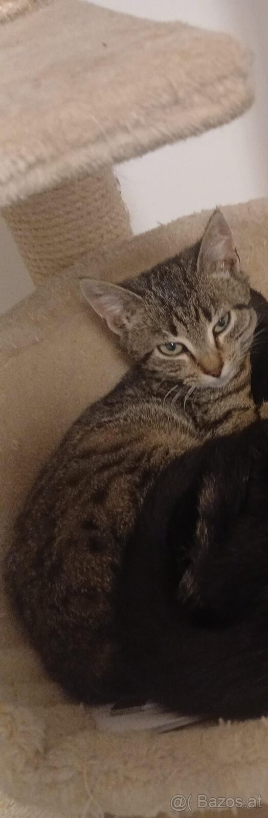 Europäisch Kurzhaar Kätzchen - 4