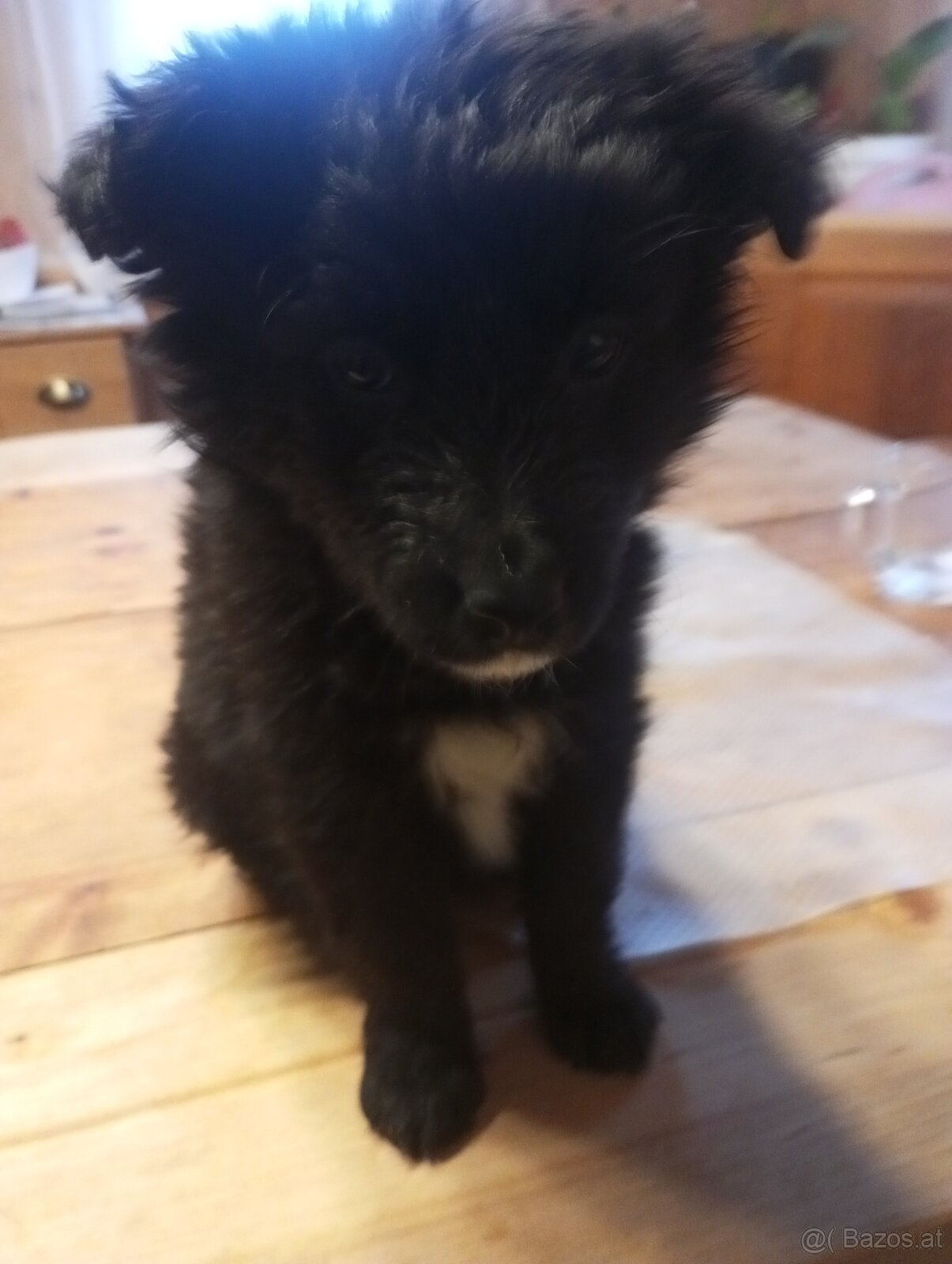 Mischlings Welpen - 4