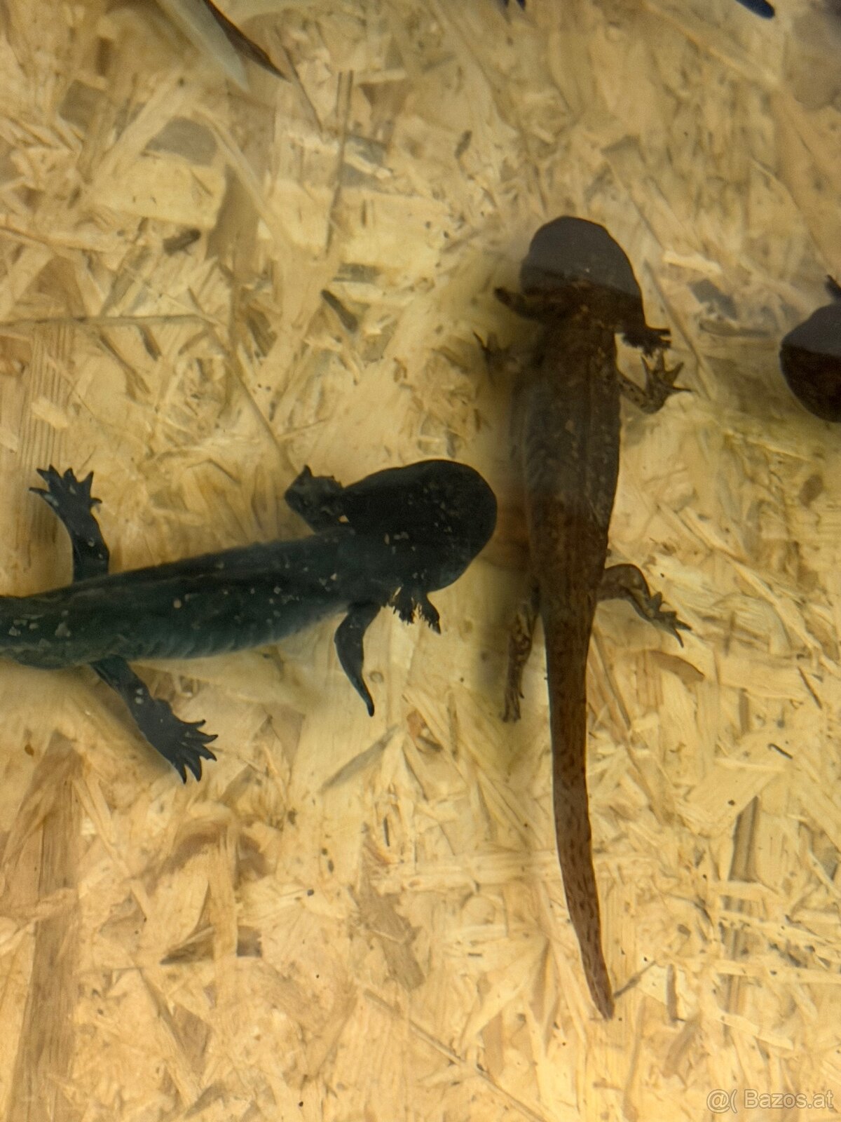 Axolotl mit aquarium - 4