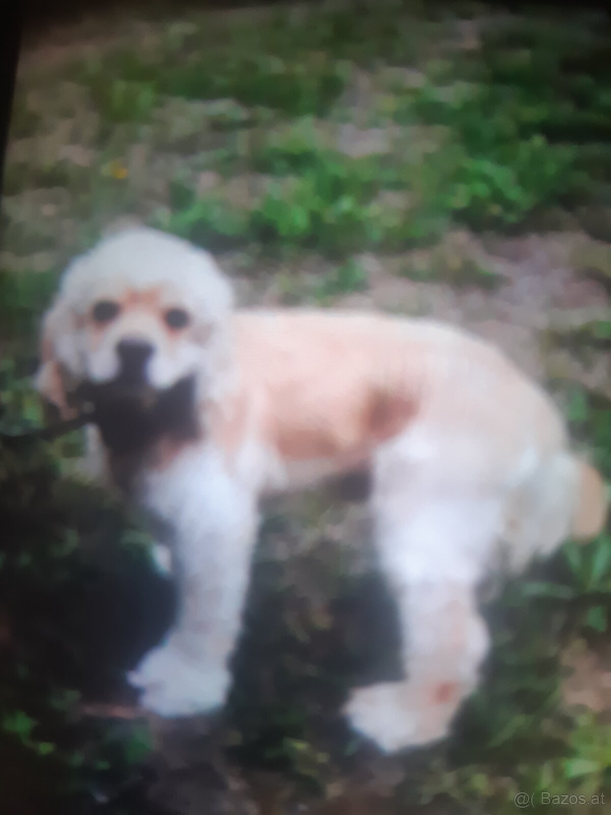 SPANIEL- FREUNDE AUFGEPASST - 4