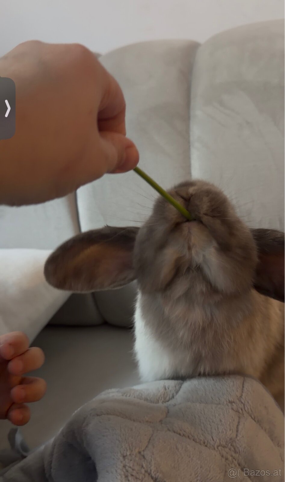 Minilop-Kaninchen 🐰🩷 - 4