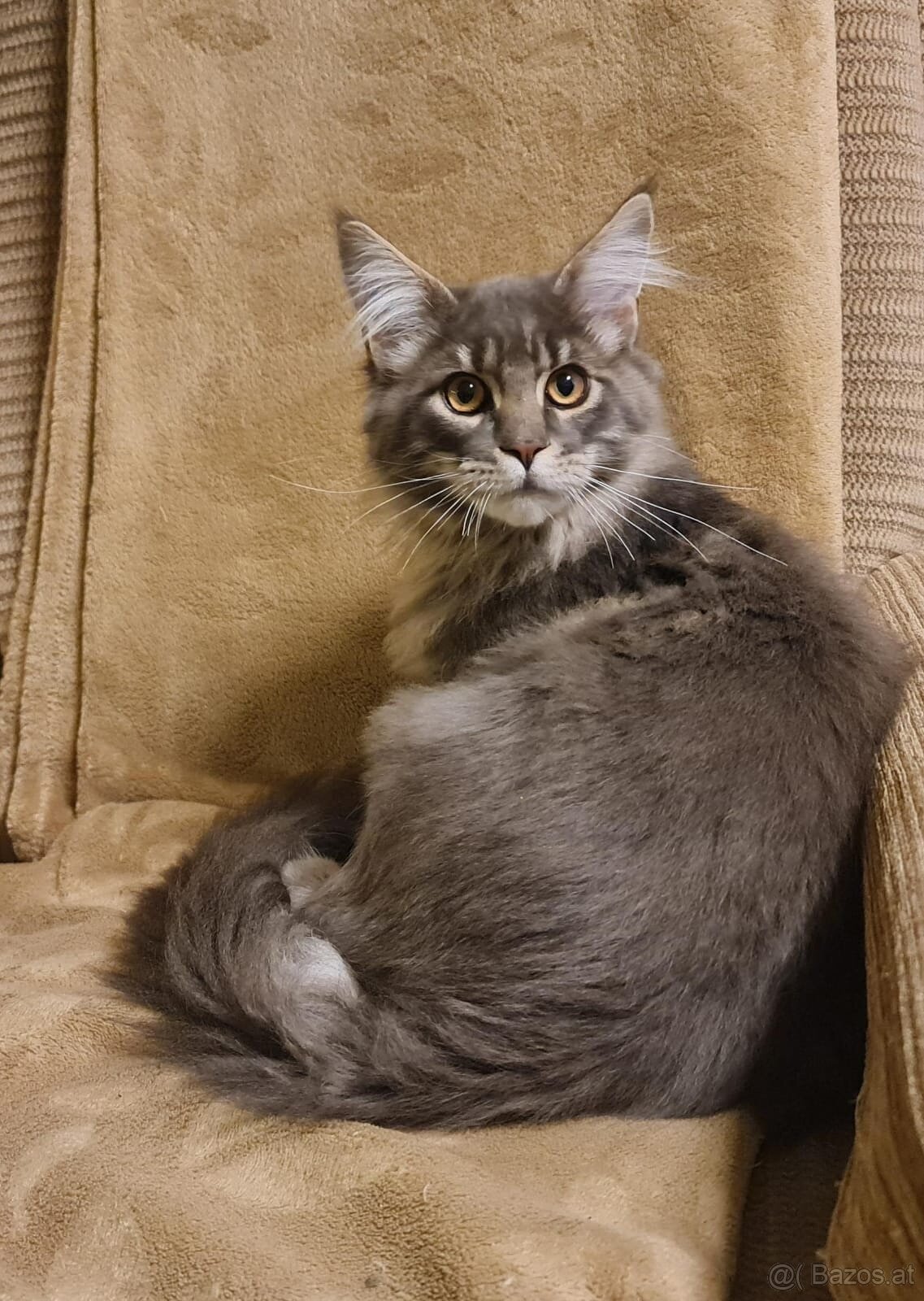 Maine Coon Kitten suchen Herzensplätze - 4