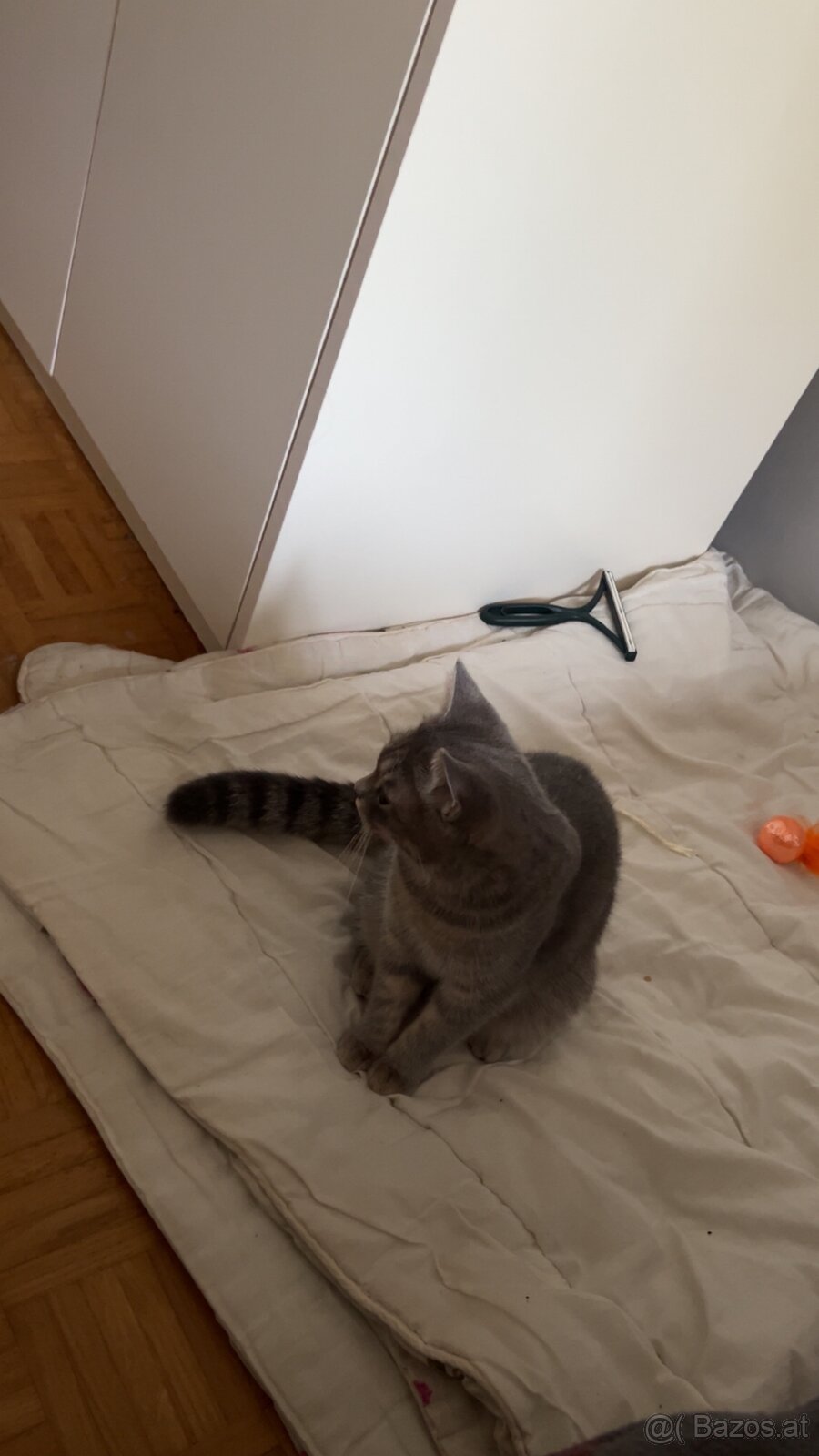 Katze Britischkurzhaar - 4