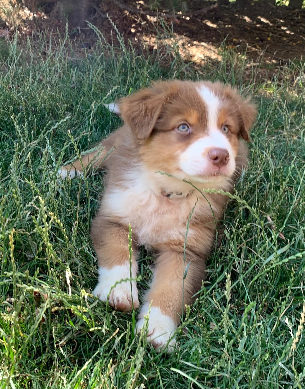 Australian shepherd - 4