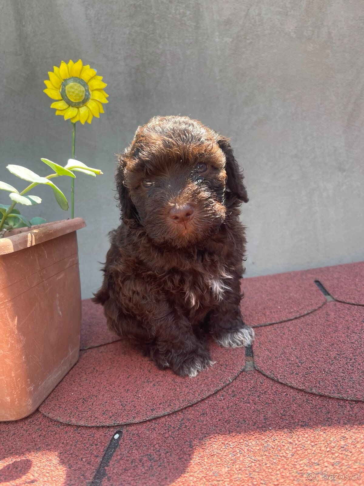LAGOTTO ROMAGNOLO 🐶 - 4