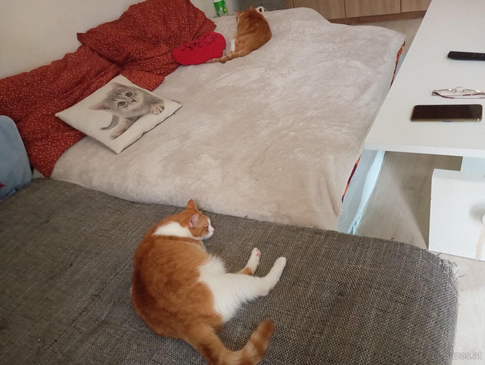 Angel sucht ein nettes zuhause - 4