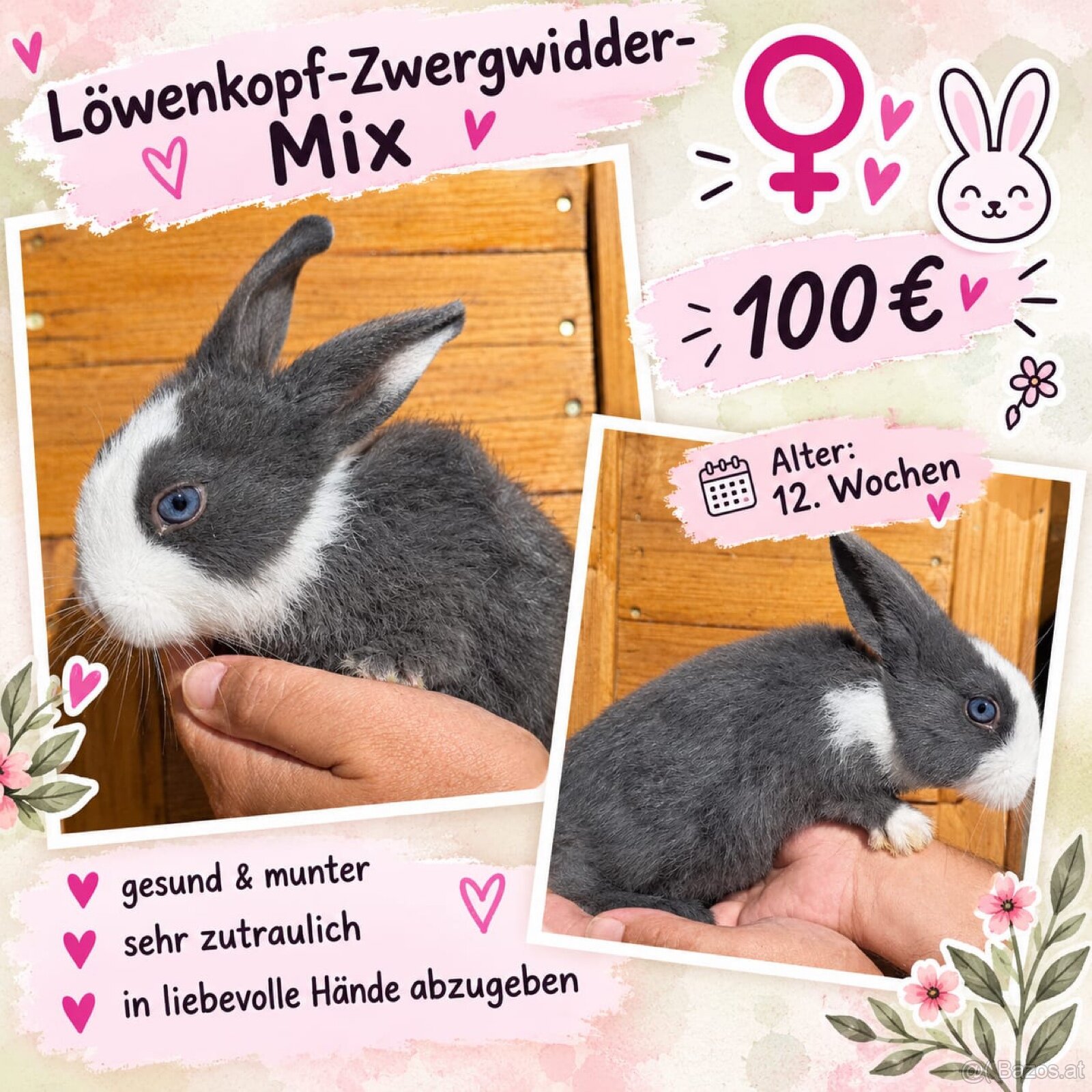 Kaninchen - 4