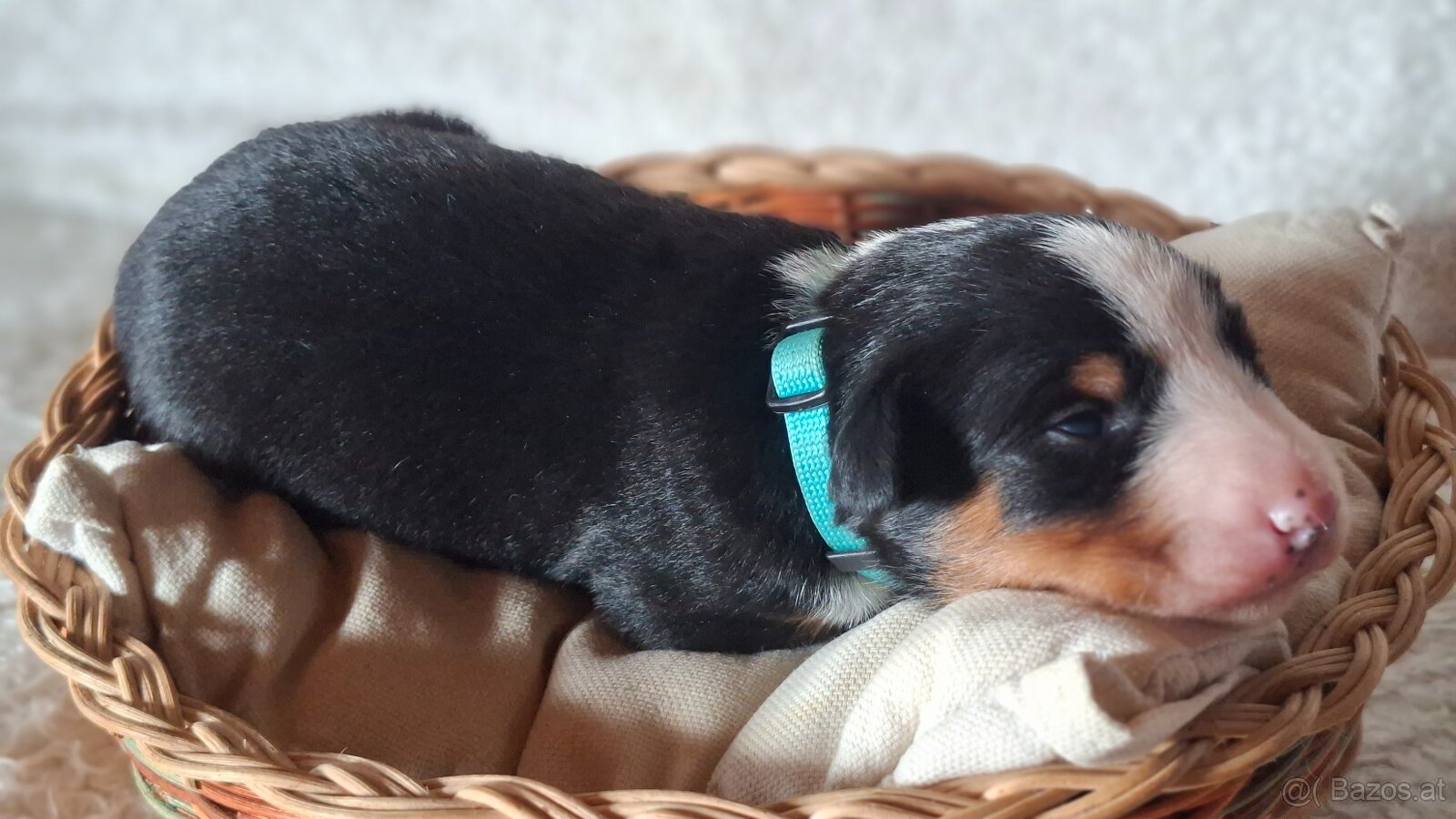 Appenzeller Sennenhund - Welpen mit Stammbaum - 4