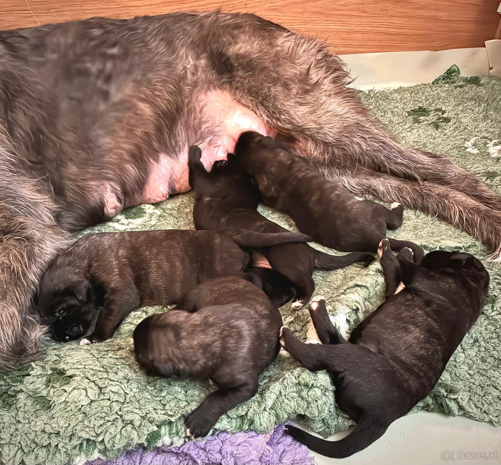 Irischer Wolfshund - Welpen zu verkaufen - 4