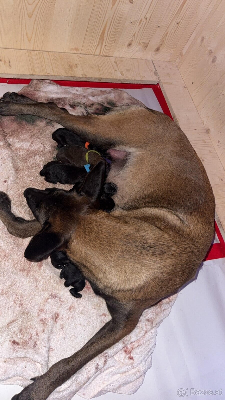Malinois x Cane Corso Welpen - 4