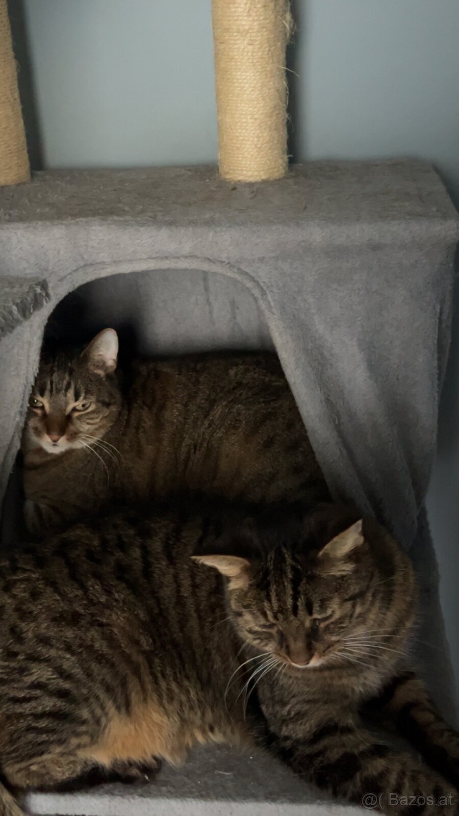 2 Hauskatzen suchen ein liebevolles Zuhause - 4