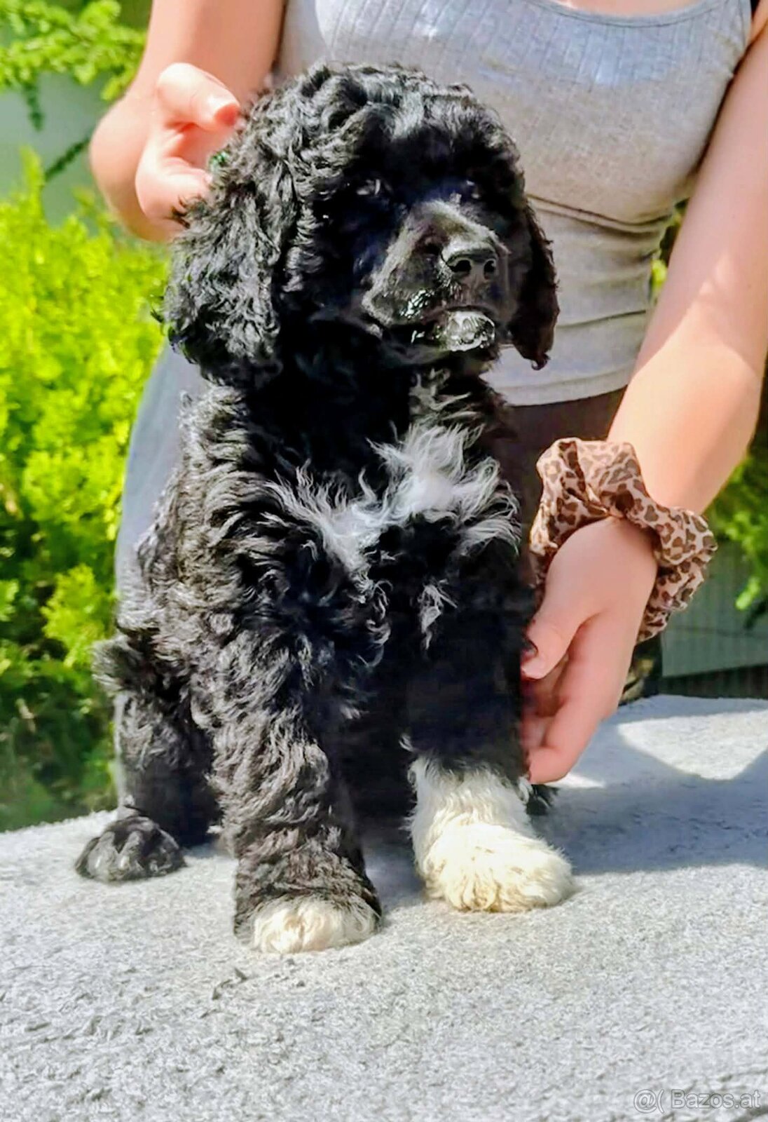 Portuguese Water Dog Puppies - 4