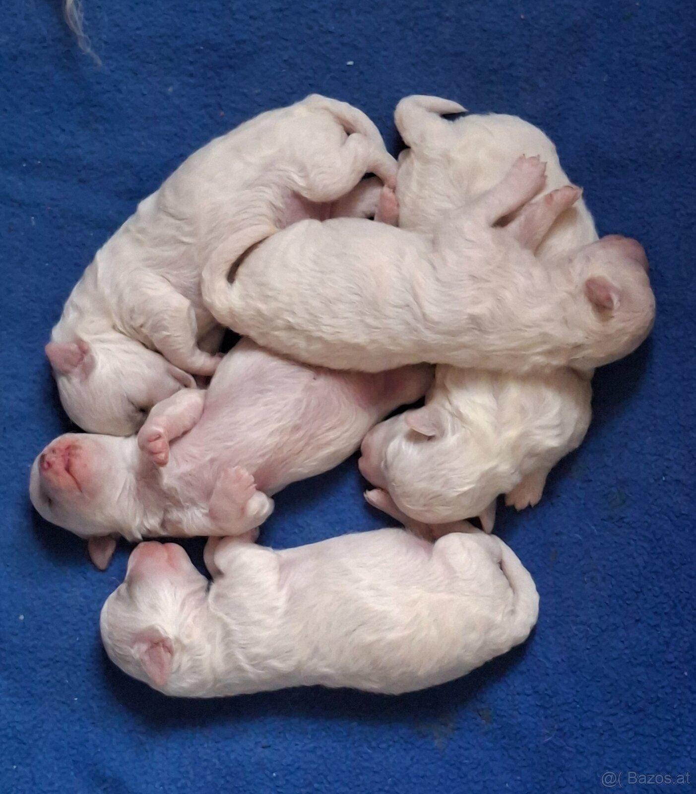 Bichon frise with pedigree - 4
