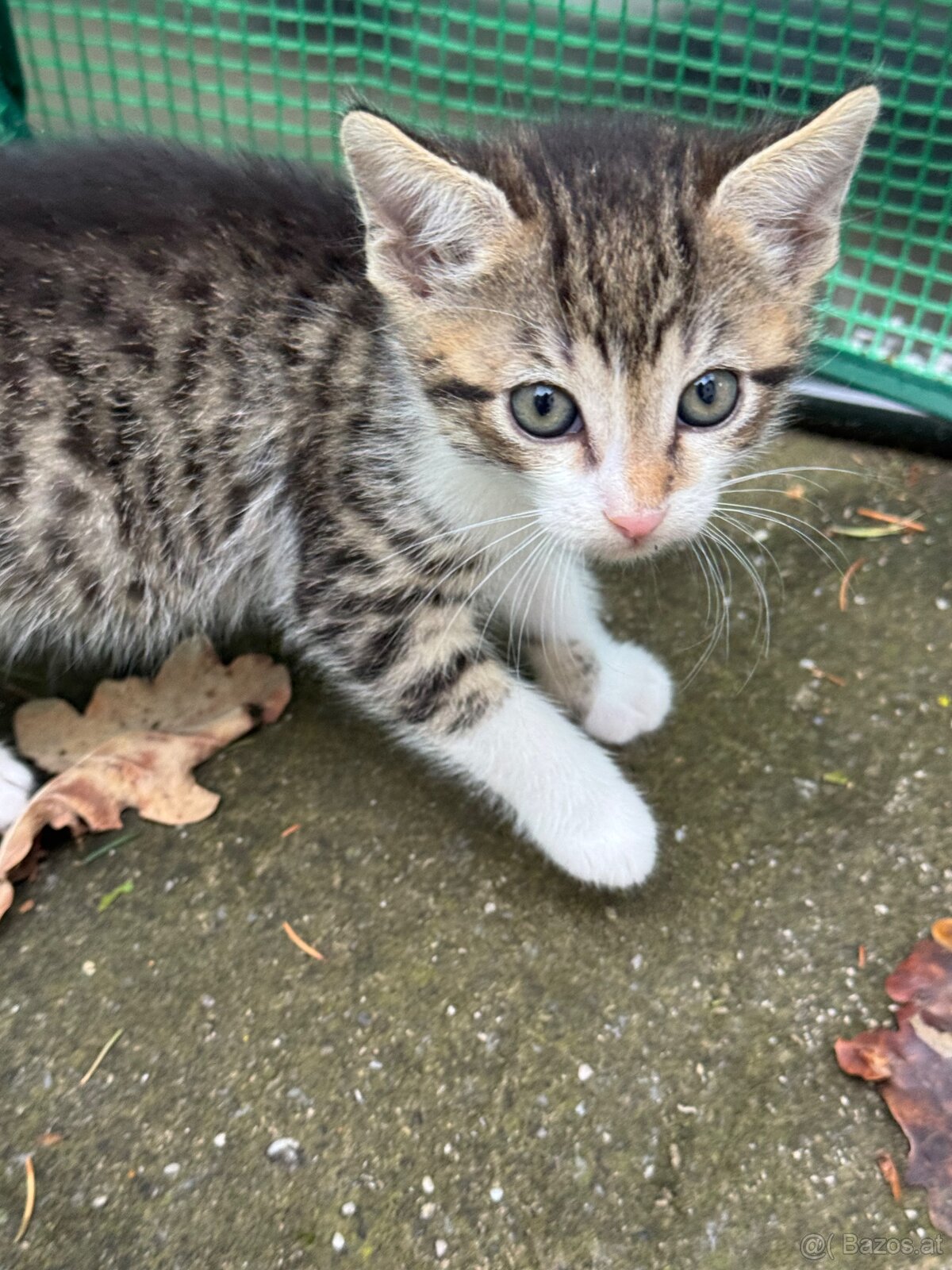 Kitten zu Vergeben - 4