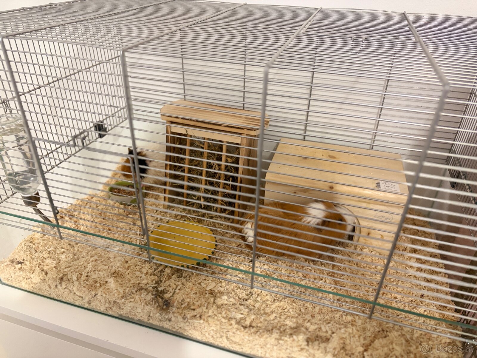 Meerschweinchen Pärchen (Kastriert) + Luxus-Glaskäfig - 4