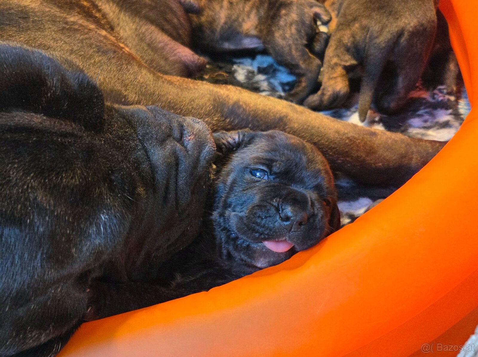Cane corso mit Stammbaum - 4