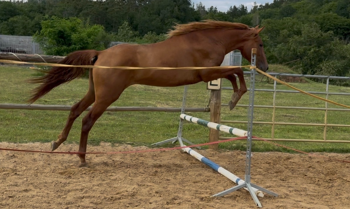 Lusitano Hengst PSL - 4