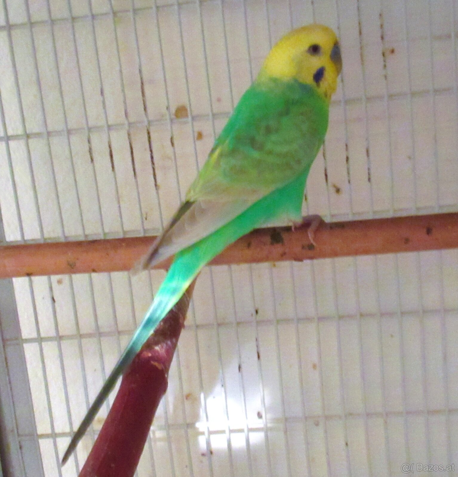 Handzahme Rainbow Wellis Zuchtpaar - 4